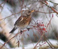 Fieldfare on the Rowan tree