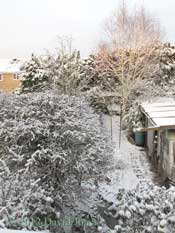 The garden after overnight snow