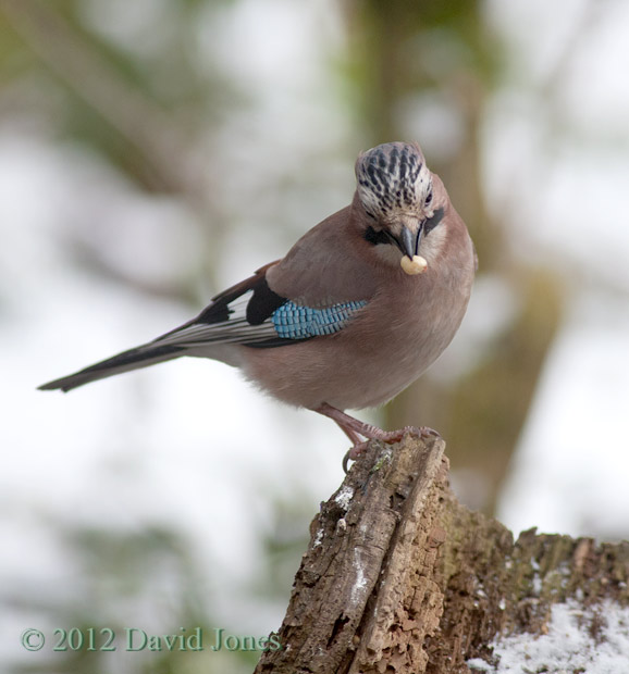Jay perches under the Hawthorn