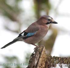 Jay perches under the Hawthorn