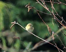 Willow Warbler in Birch tree
