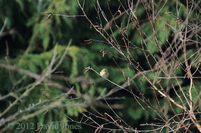 Willow Warbler in Birch tree