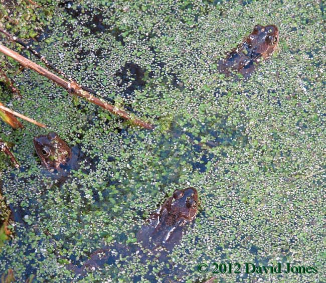 Frogs are arriving, 23 Feb