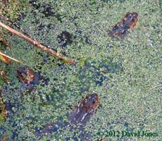 Frogs are arriving, 23 Feb