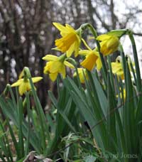 The first daffodils to open, 29 February