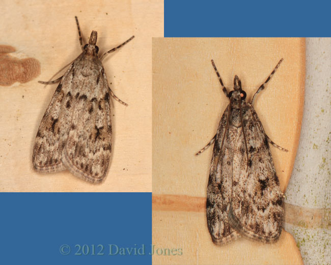 Moths (Pinion-streaked Snout?) on Birch tree, 1/2 June 2012