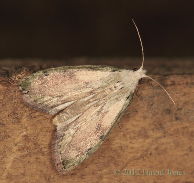 Moth freshly emerged from bumblebee nest, 1 June 2012