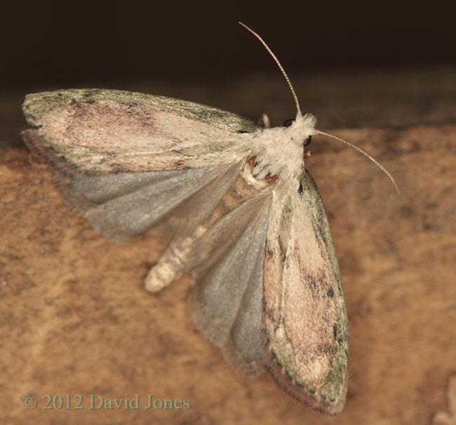 Moth freshly emerged from bumblebee nest (2), 1 June 2012