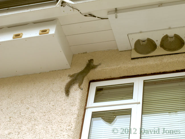 Squirrel on house wall, 1 May 2012