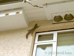 Squirrel on house wall, 1 May 2012