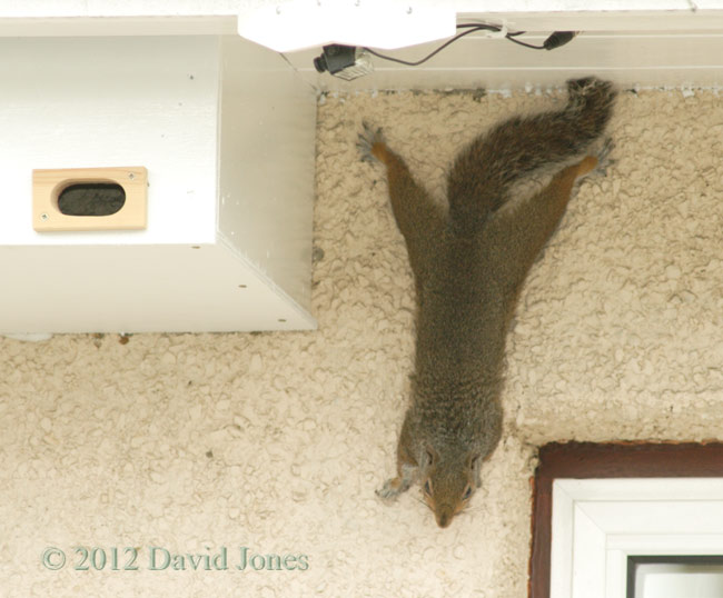 Squirrel on house wal - close-upl, 1 May 2012