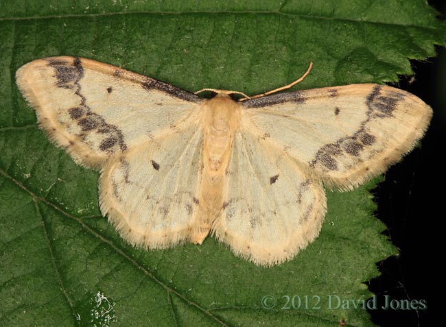 Treble Brown Spot moth on Hazel leaf, 3 June 2012