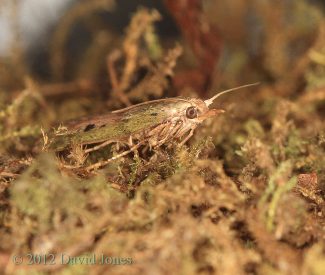 Moth in White-tailed Bumblebee nest, 3 June 2012