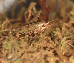 Moth in White-tailed Bumblebee nest, 3 June 2012