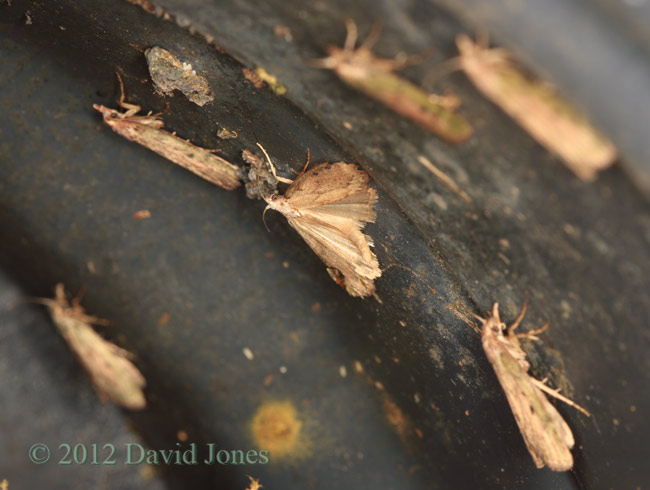 Moths in White-tailed Bumblebee nest, 3 June 2012