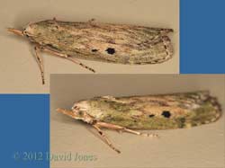 Moth found in house - 1, 3 June 2012