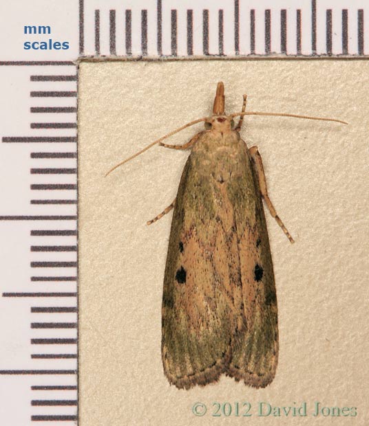 Moth found in house (with scale), 3 June 2012