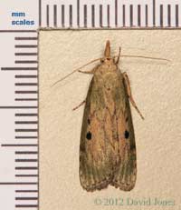 Moth found in house (with scale), 3 June 2012