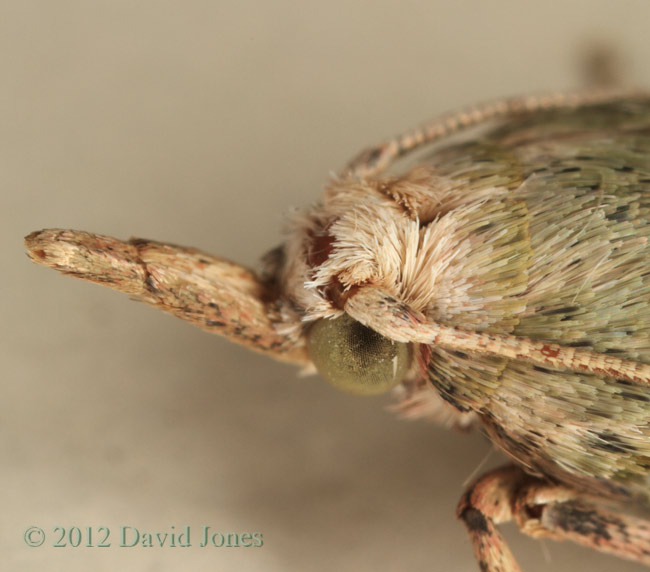 Moth found in house - close-up of head, 3 June 2012