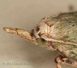 Moth found in house - close-up of head, 3 June 2012