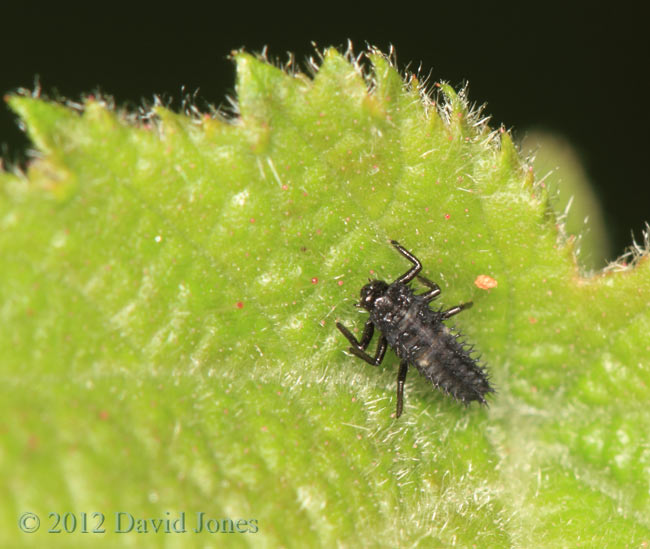 Young ladybird larva on Hazel leaf, 13 June 2012