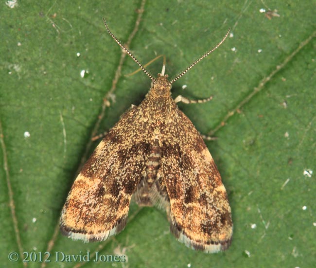 A micro-moth (unidentified), 13 June, 2012