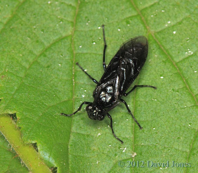 Rhadinocerea micans (a sawfly) , 13 June 2012