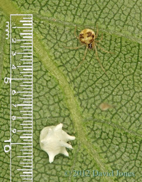 Spider (Theridion pallens) with egg case, 13 June 2012