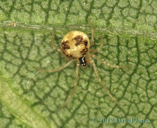 Spider (Theridion pallens) - close-up, 13 June 2012