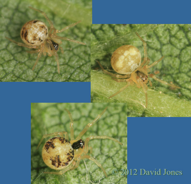 Examples of Theridion pallens (a spider) on Birch leaves, 14 June 2012