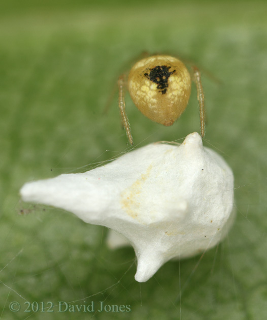 Rear view of spider (Theridion pallens) on egg case, 14 June 2012