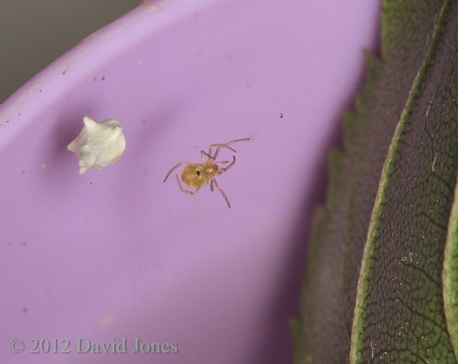 Spider (Theridion pallens) having moved egg case from leaf, 14 June 2012
