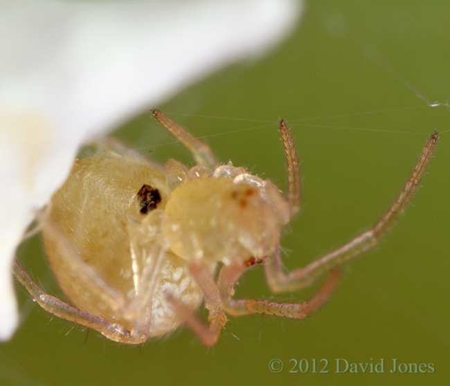 Spider (Theridion pallens) showing dark region of epigyne, 14 June 2012