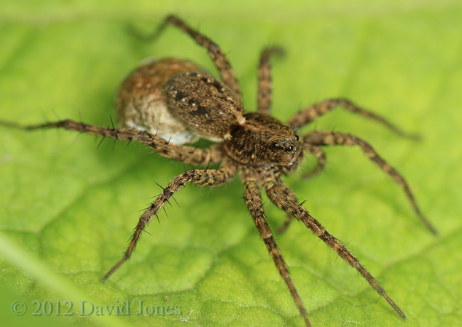 Wolf spider (unidentified) carrying egg case, 14 June 2012