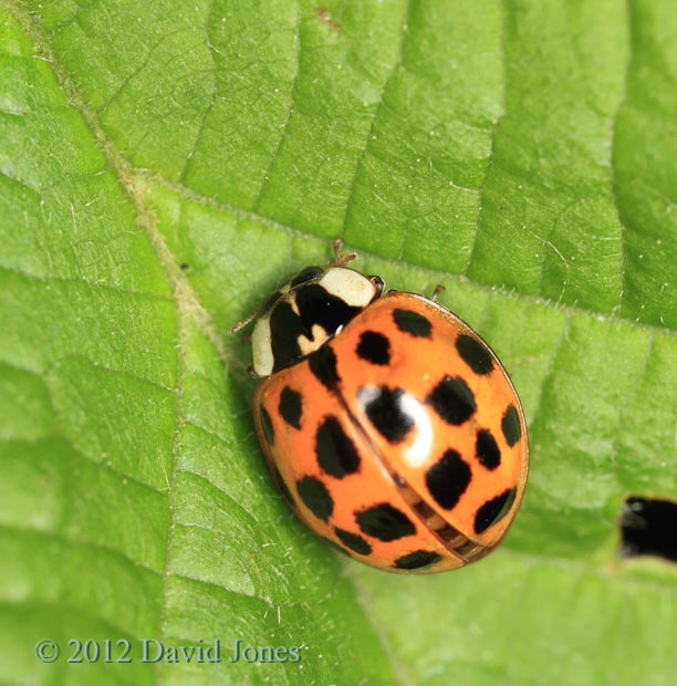 Harlequin ladybird on Hazel leaf, 15 June 2012