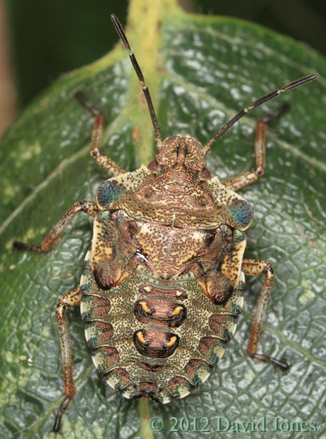 Forest Shieldbug - last-instar nymph - 2, 15 June 2012