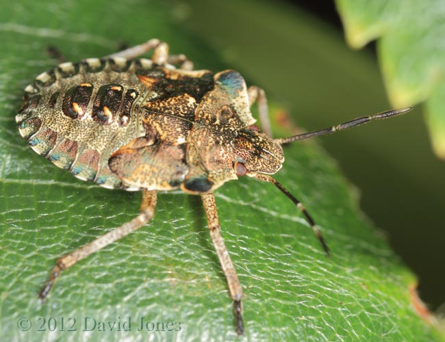 Forest Shieldbug - last-instar nymph, 15 June 2012