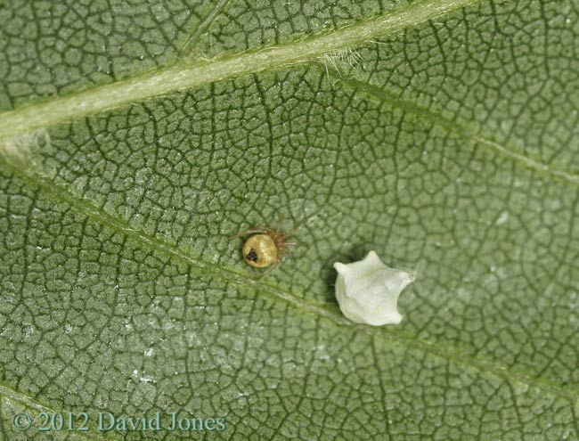 Spider (Theridion pallens) with egg case under Birch leaf, 15 June 2012