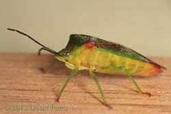 A Hawthorn Shieldbug, 18 June 2012