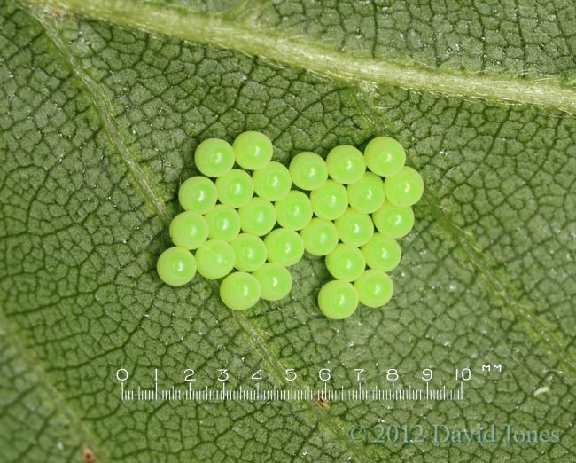 Shieldbug eggs(?) on underside of Birch leaf, 18 June 2012