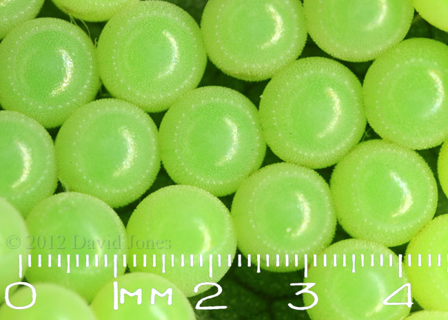 Shieldbug eggs(?)  - close-up, 18 June 2012