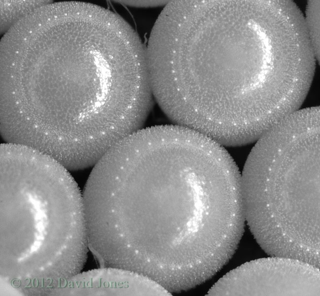 Shieldbug eggs(?)  - extreme close-up, 18 June 2012