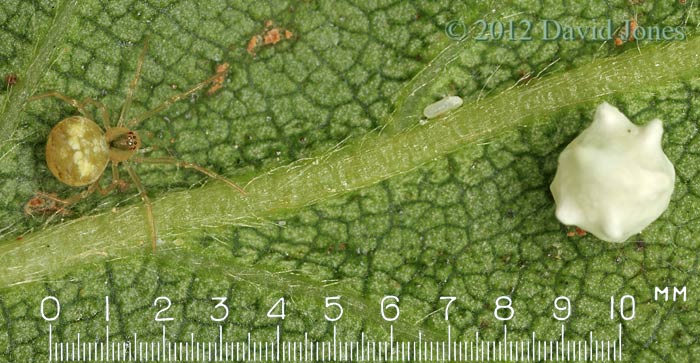 Theridion pallens with egg case - 1, 18 June 2012
