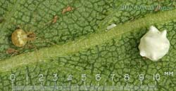 Examples of Theridion pallens with egg cases, 18 June 2012