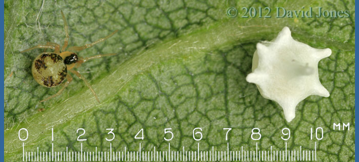 Theridion pallens with egg case - 2, 18 June 2012