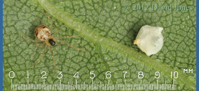 Theridion pallens with egg case - 3, 18 June 2012