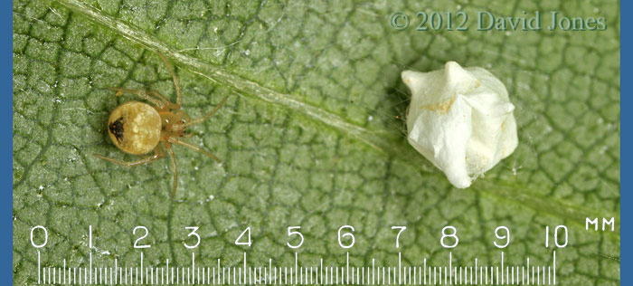 Theridion pallens with egg case - 4, 18 June 2012