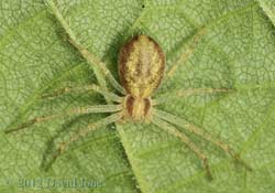 Female Philodromus dispar on Hazel leaf, 18 June 2012