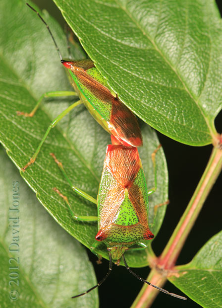 Hawthorn Shieldbugs mating on Rowan leaf, 19 June 2012