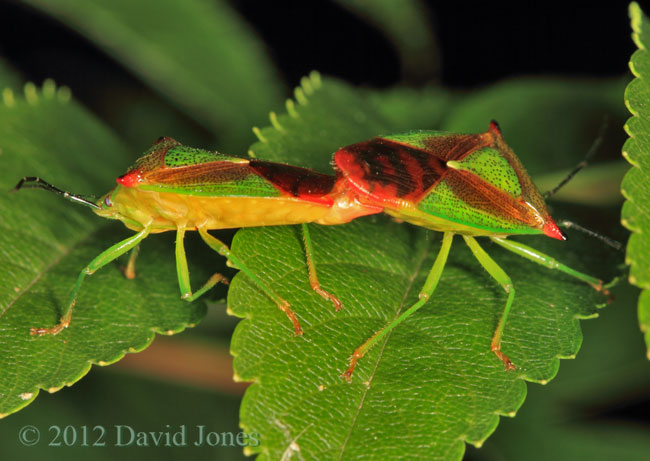 Hawthorn Shieldbugs mating on Rowan leaf - 2, 19 June 2012